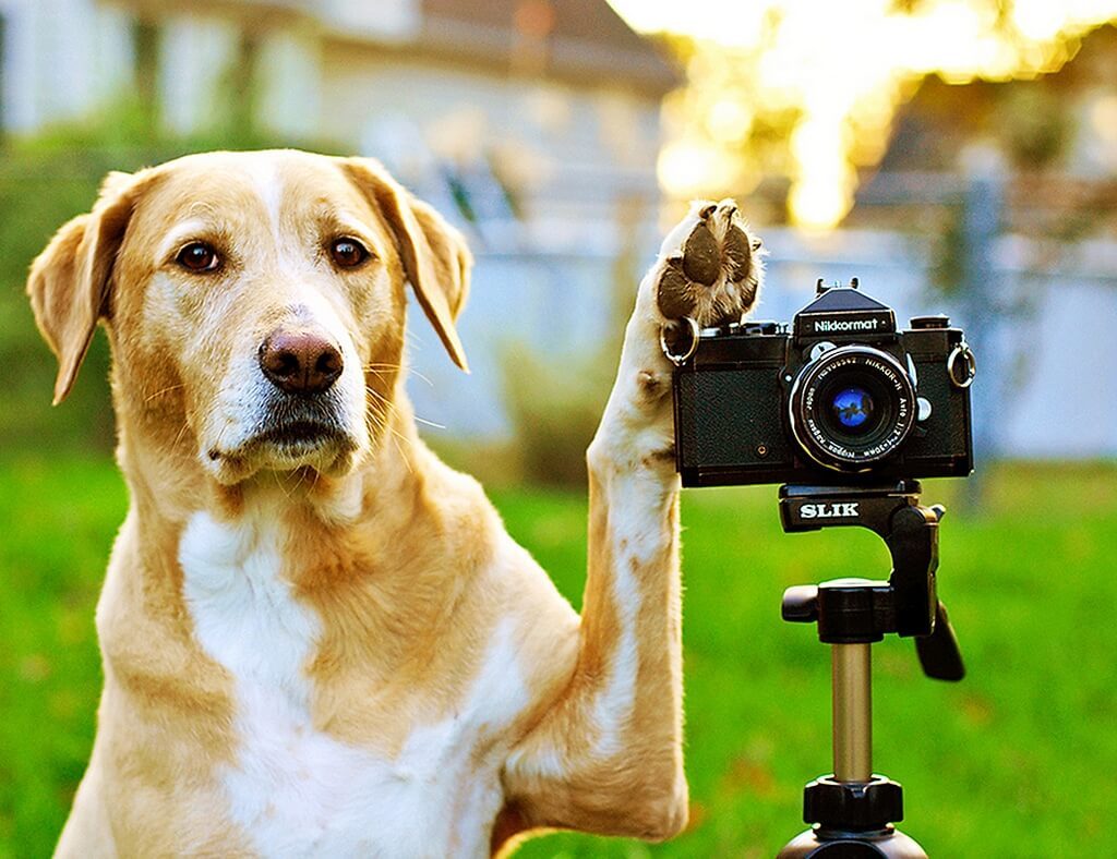 Tips for Pet Photography